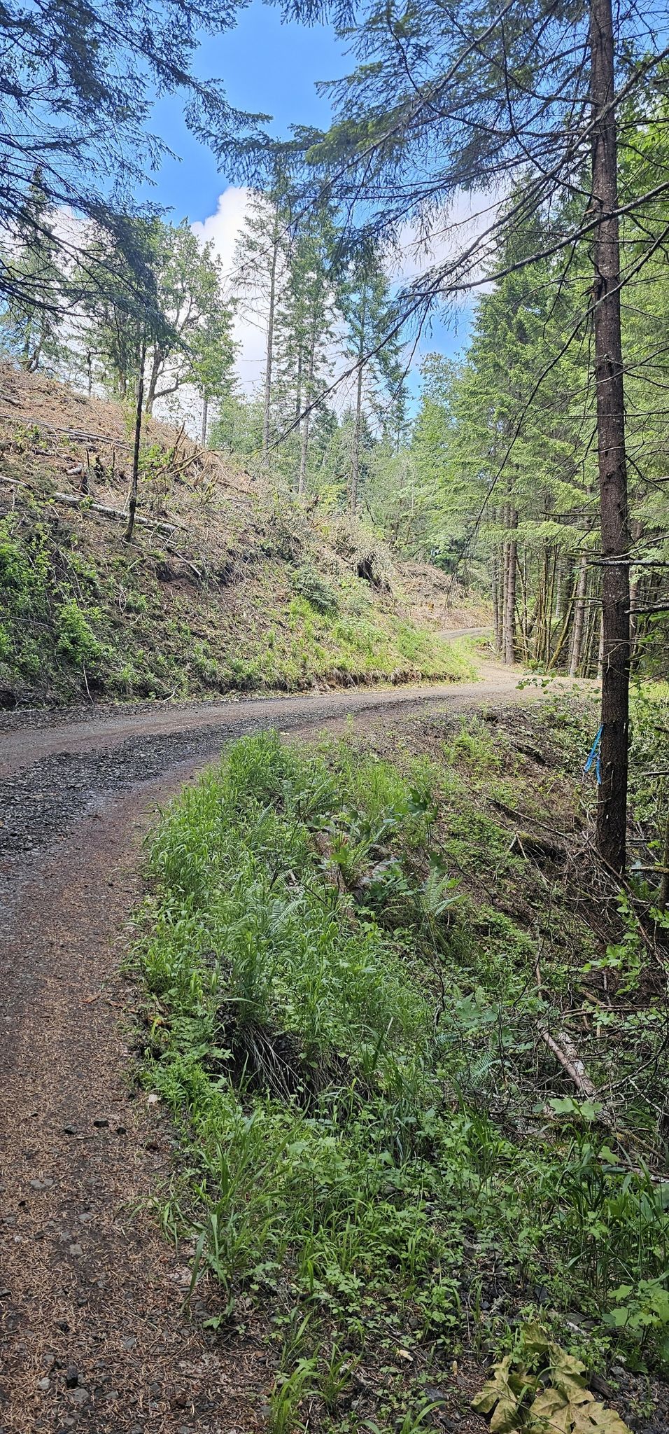 A dirt road curves uphill through a green forest under a bright sky. - Mountainbike loop from Oak Creek Trailhead