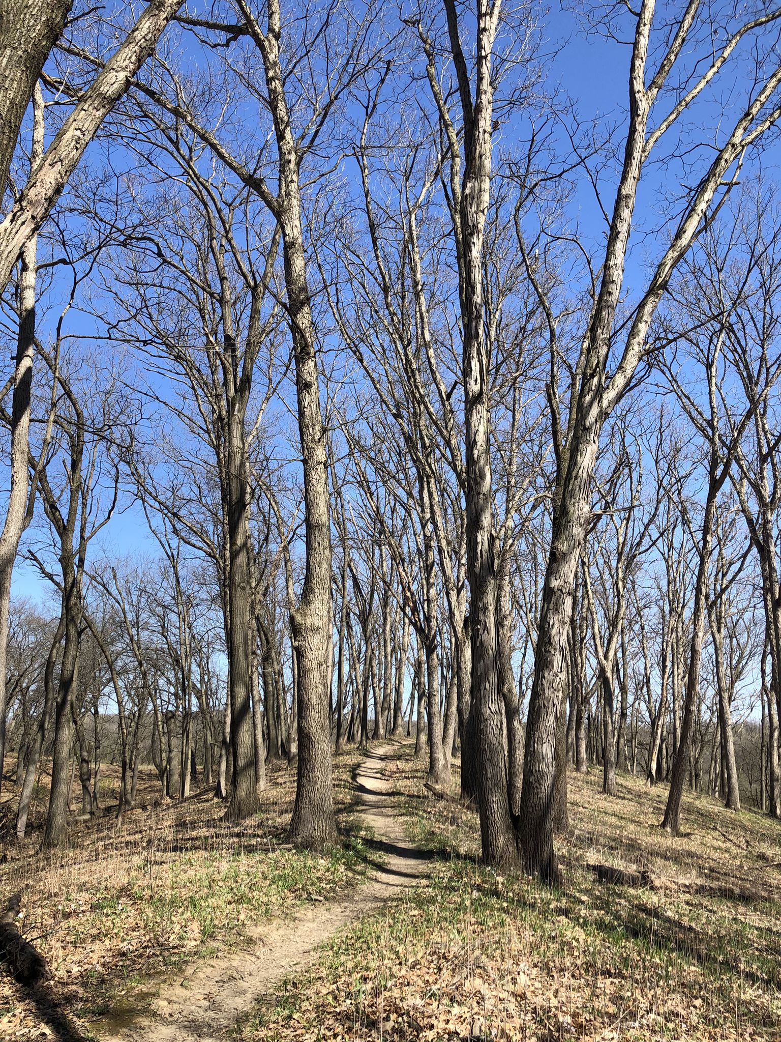 Narrow dirt path winding uphill through a forest of tall, bare trees. - Sag Valley Yellow Loop