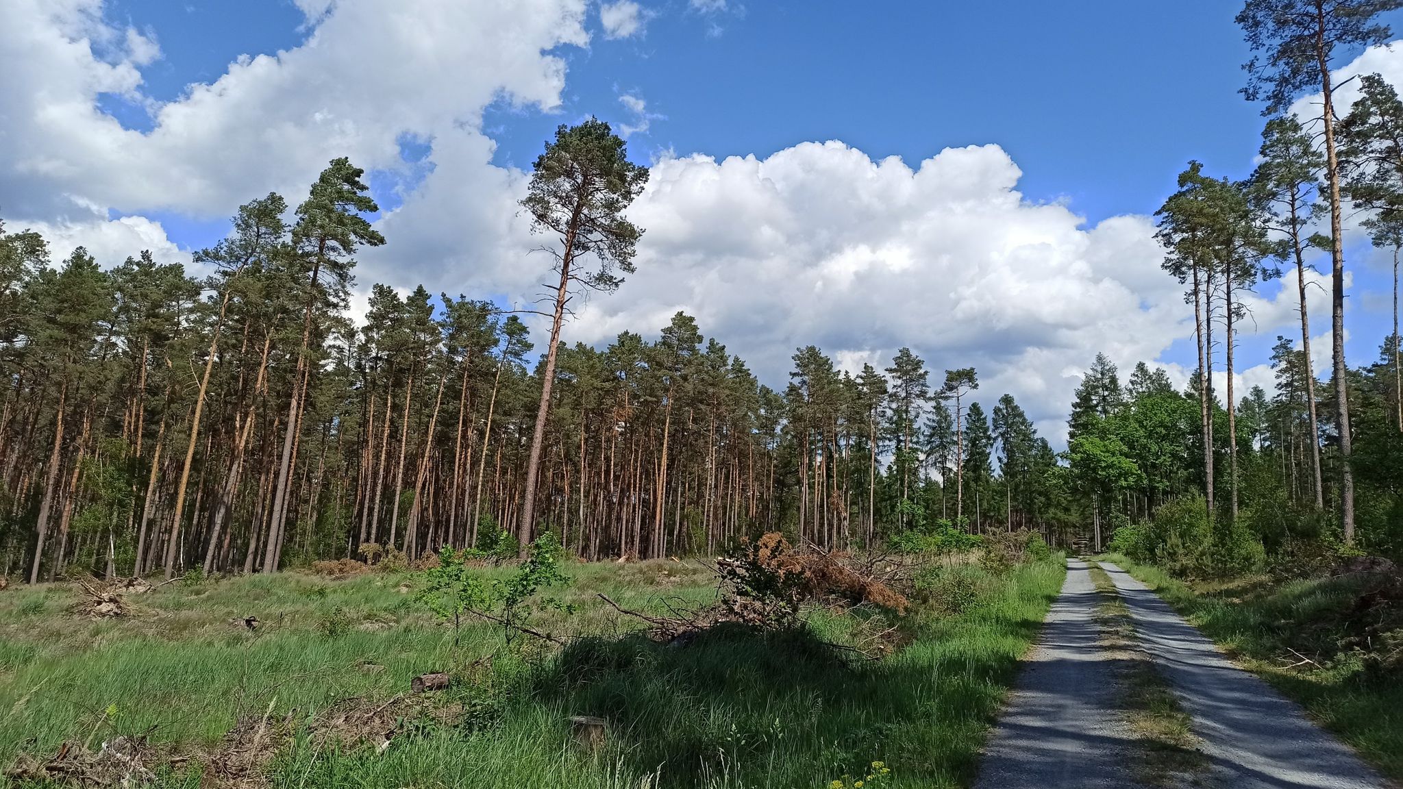 Im Wald bei Uchtspringe