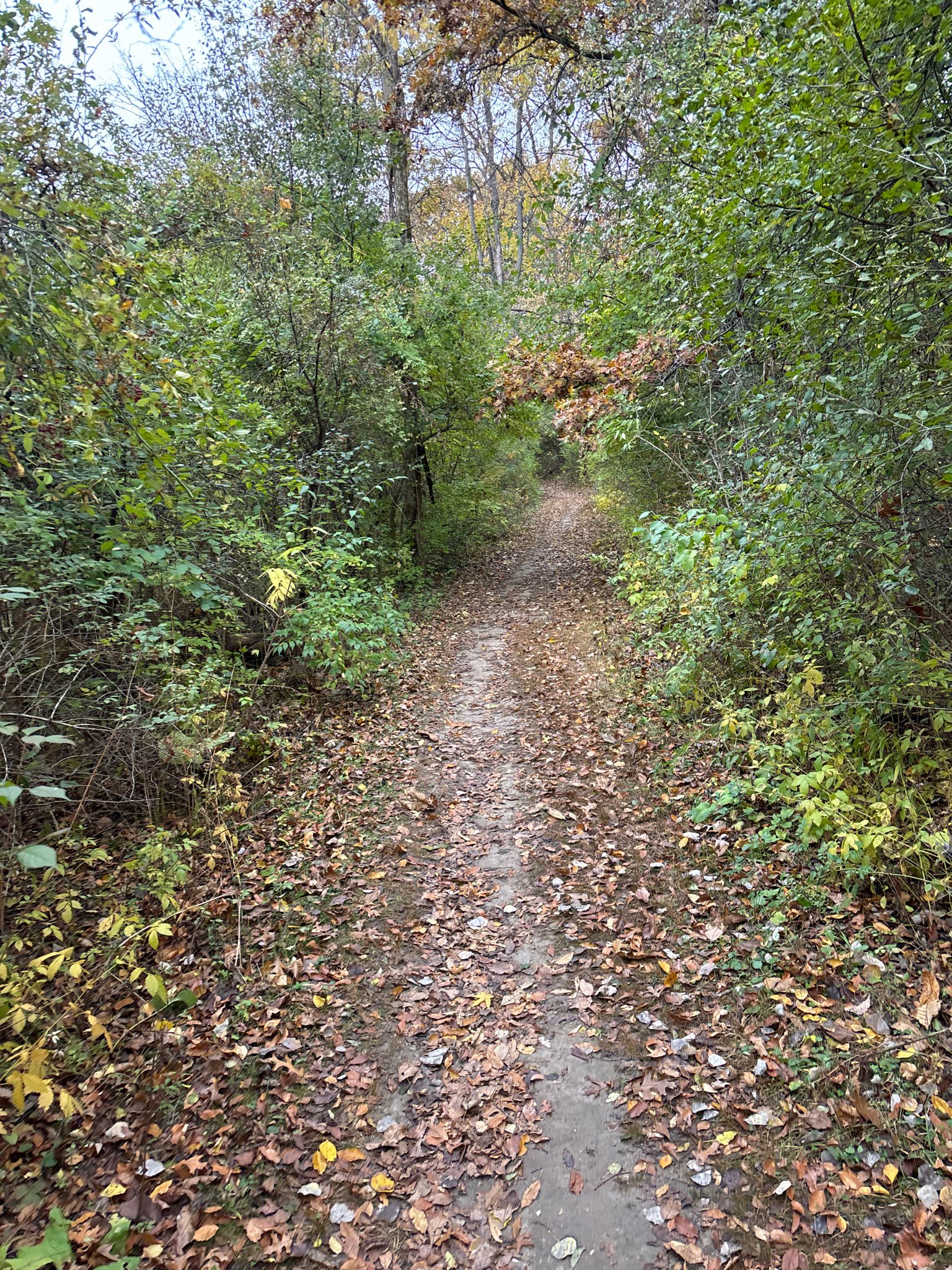 A narrow dirt path covered in autumn leaves winds through dense woods. - Pierce Lake via Lions Club Picnic Area
