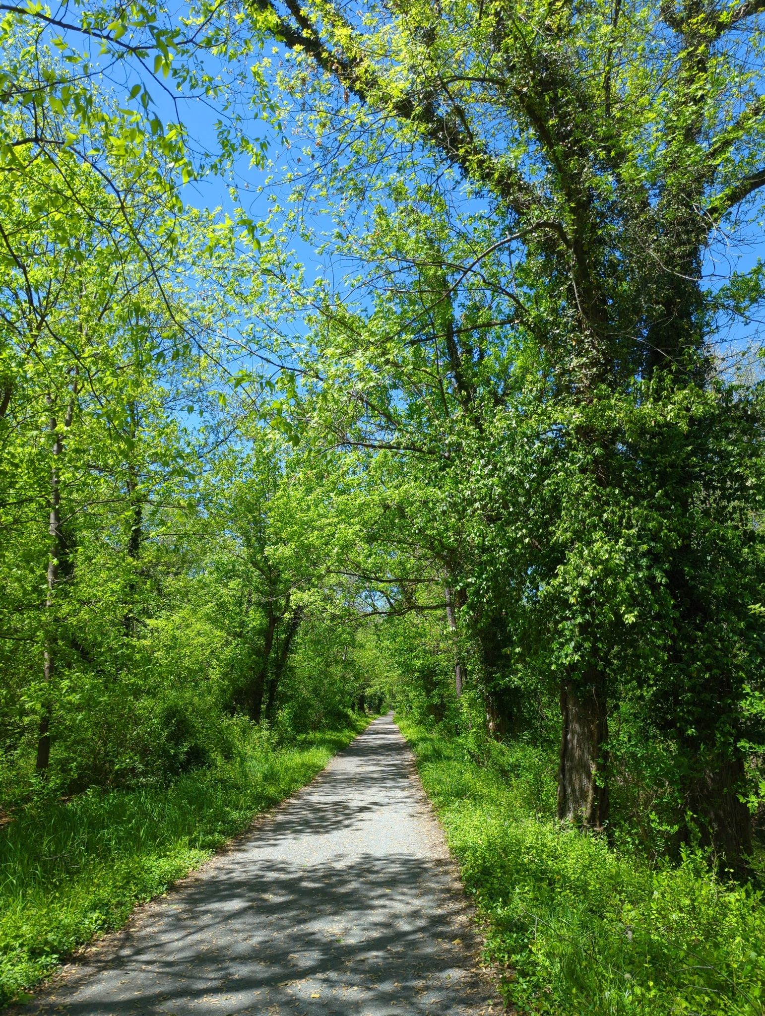 Sunny path through a tunnel of vibrant green trees and foliage. - Brunswick – Beach access loop from Brunswick
