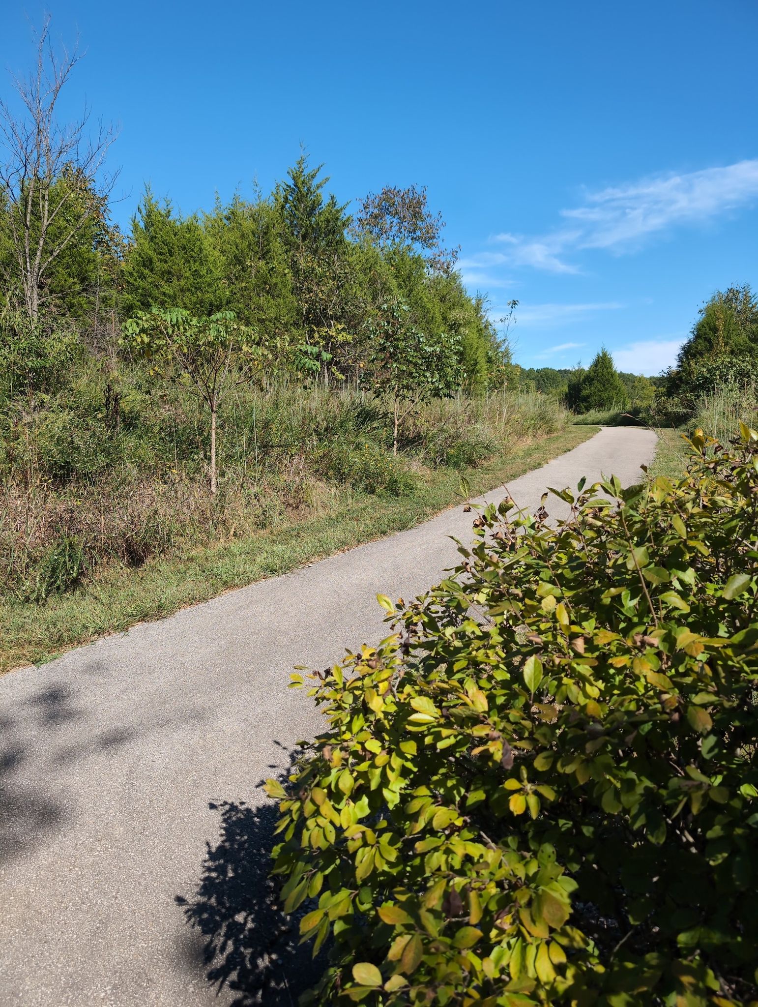 A paved path winds through green woods under a bright blue sky. - Paw Paw Trail – Paw Paw Trail loop from Turkey Run Park